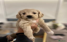 Mixed Breed dogs for sale: Tiboodle Puppies – Toy Poodle x Tibetan Terrier - Image 17