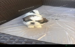 Shih Tzu dogs for sale: Puppies Shih tzu  in Peterborough - Image 4