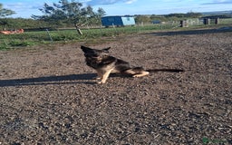 Mixed Breed dogs for sale: TANK the GSD X  - Image 2