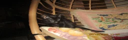 Oriental cats for sale: oriental boy - Advert 3