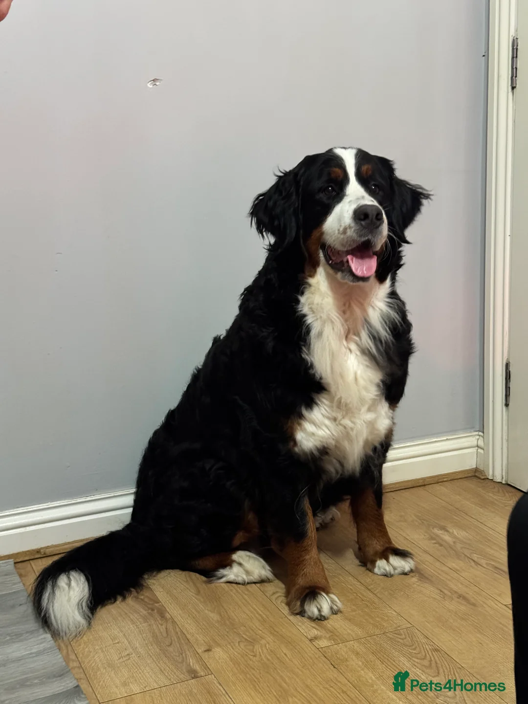 Bernese Mountain Dog dogs for sale: Lovely Bernese Mountain Male Puppy - Advert 7