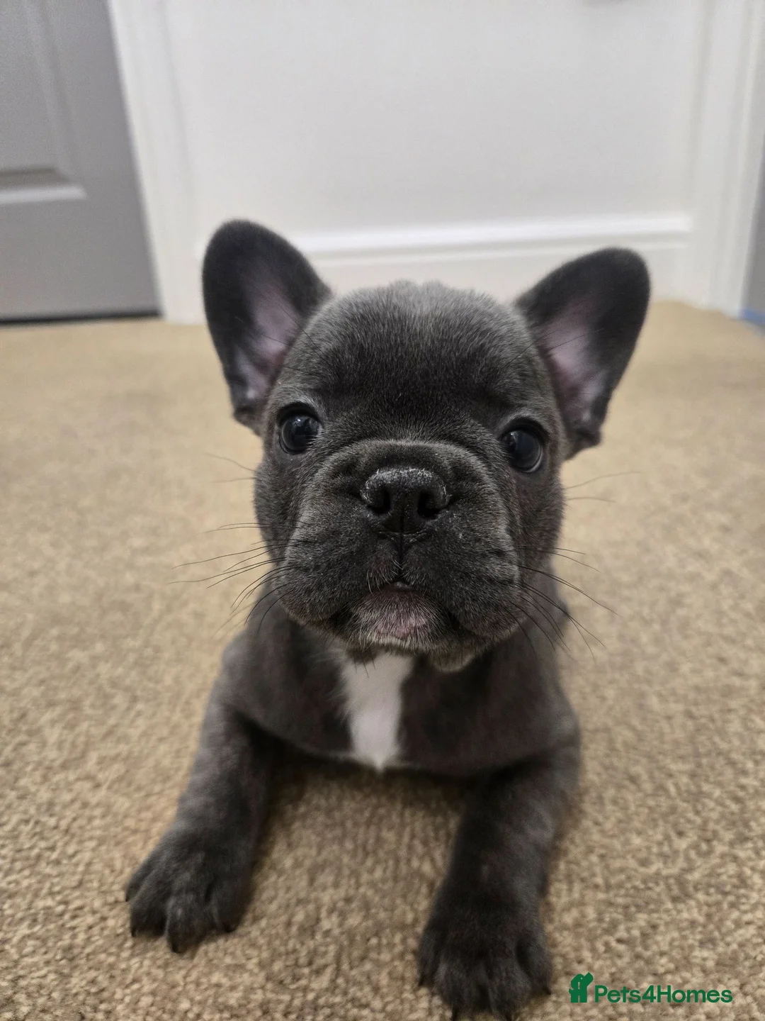 French Bulldog dogs for sale: Adorable Fremch bull dog puppies  in Stoke-on-Trent - Advert 1