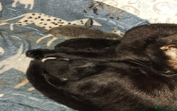 Mixed Breed cats for sale: 2 Black kittens  - Image 6
