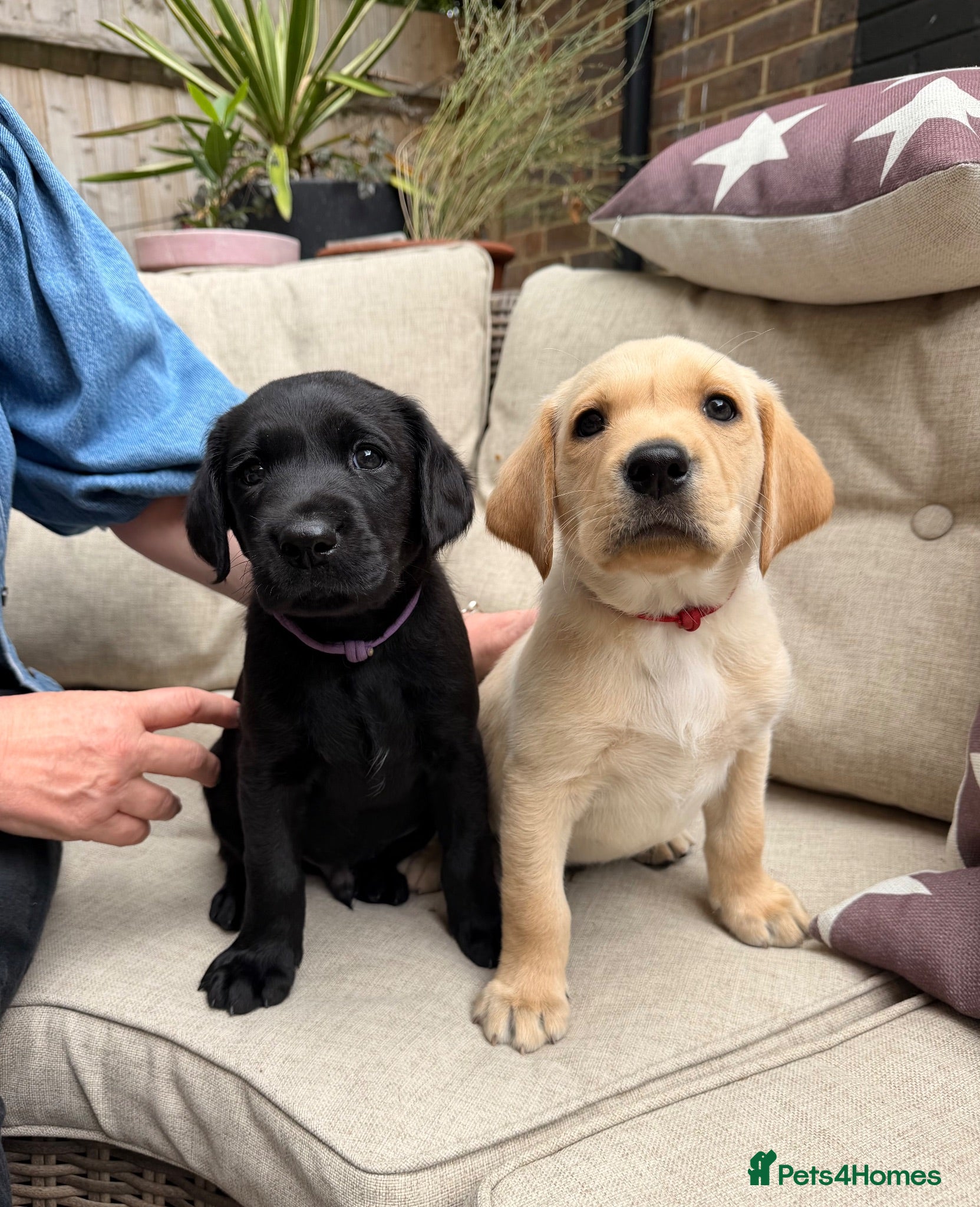 Labrador Retriever dogs 7 health tested Labrador puppies - Advert 3
