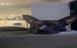 Staffordshire Bull Terrier dogs for stud: 💙 Handsome Tri-Breed Stud Available! - Advert 3