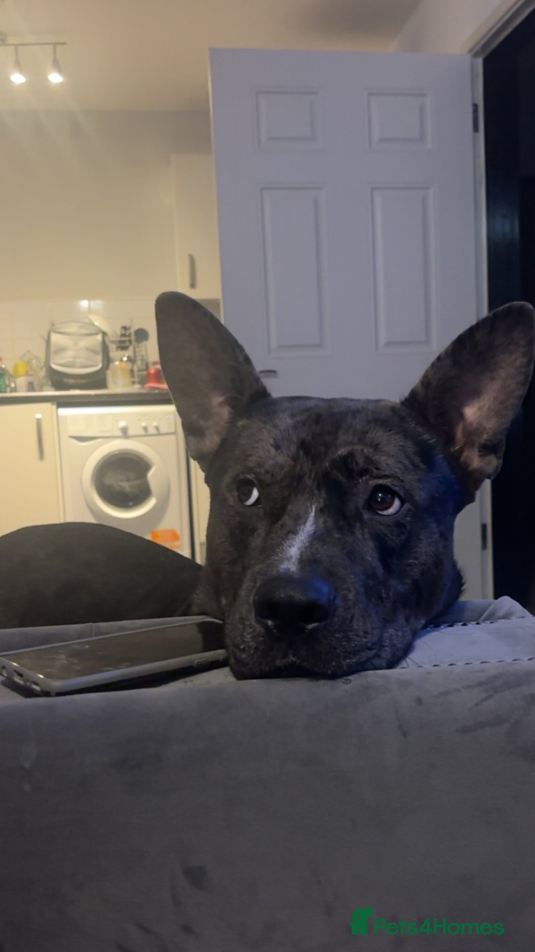 Staffordshire Bull Terrier dogs for stud: 💙 Handsome Tri-Breed Stud Available! - Advert 3