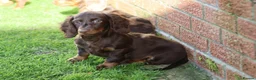 Dachshund dogs for sale: MINIATURE DACHSHUND PUPPIES FOR SALE - Advert 24
