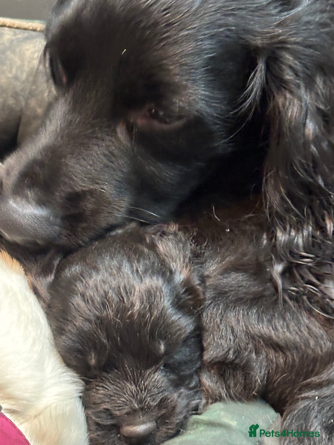 Cocker Spaniel dogs for sale: Cocker spaniel puppy - Advert 12