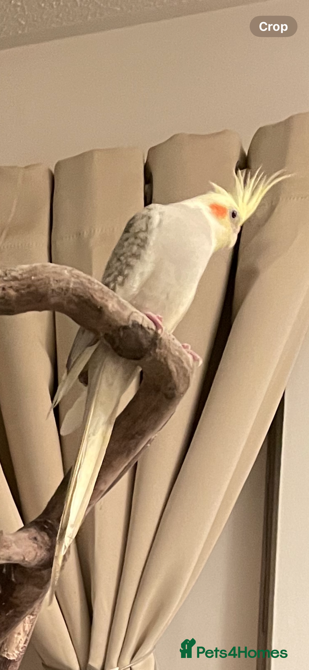 Cockatiels birds for sale: Bonded male and female cockatiel - Advert 3