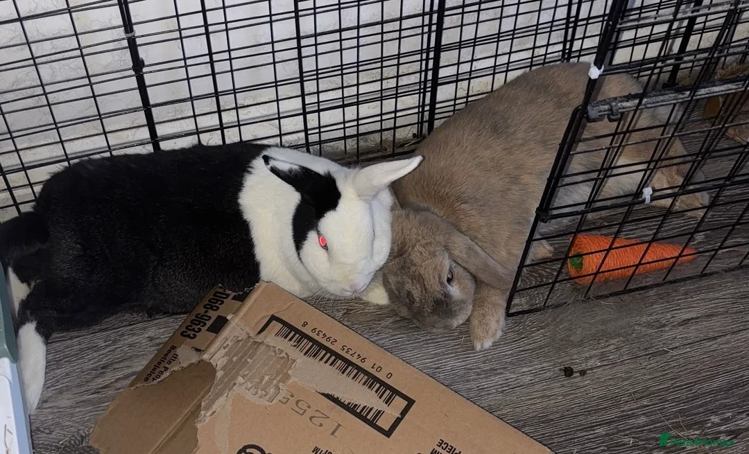 Dutch rabbits for sale: Pair of bonded rabbits in Cambridge - Advert 1