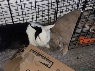 Dutch rabbits Pair of bonded rabbits in Cambridge - Advert 1