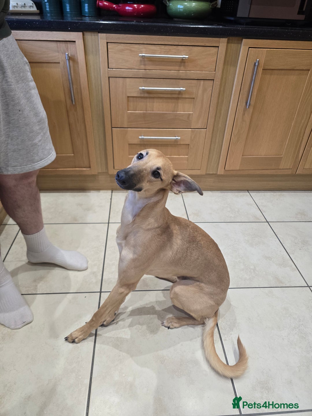 Mixed Breed dogs for sale: Lovely young man looking for a new home. - Advert 1