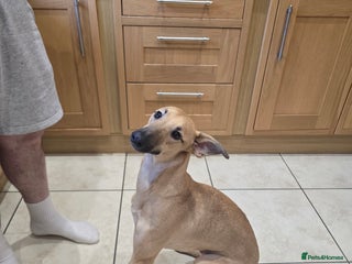 Mixed Breed dogs Lovely young man looking for a new home. - Advert 3