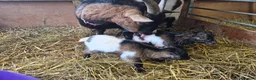 Goats livestock for sale: Stunning pygmy goat kids - Advert 2