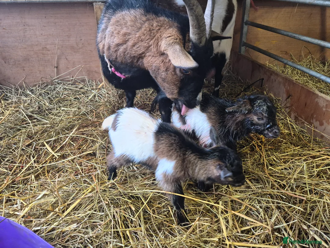 Goats livestock for sale: Stunning pygmy goat kids - Advert 2