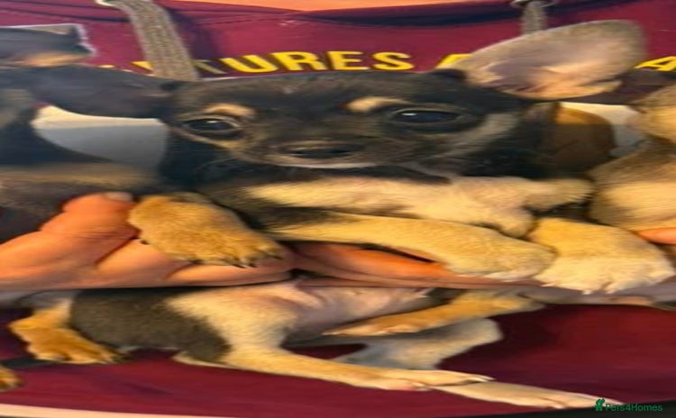 Mixed Breed dogs 1 left 3/4 Chihuahua x Italian greyhound puppies - Advert 11