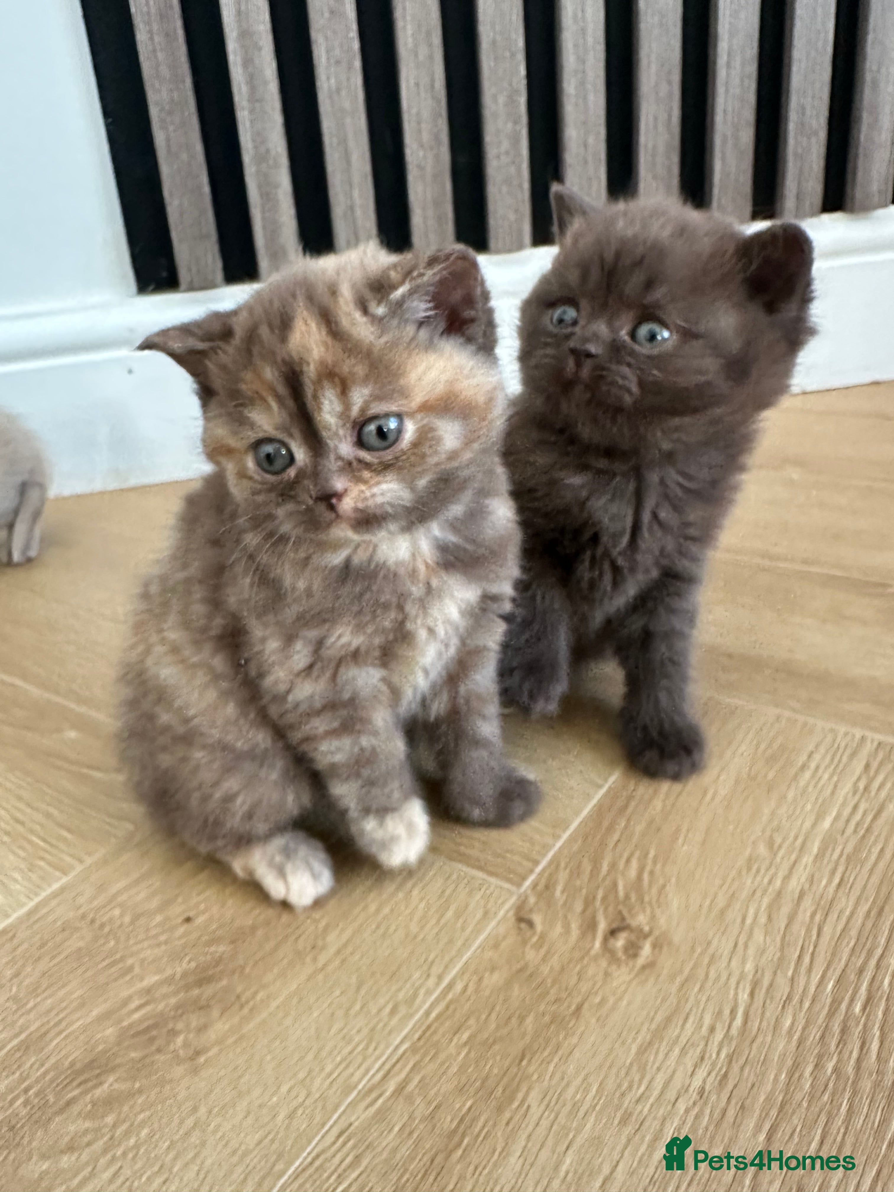 British Shorthair cats 😻Beautiful Chocolate Tortie BSH Kittens😻🎀 - Advert 10