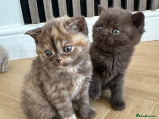 British Shorthair cats 😻Beautiful Chocolate Tortie BSH Kittendls😻🎀 - Advert 1
