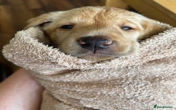 Labrador Retriever dogs for sale: WORMAGS KC REGISTERED LAST LABRADOR PUPPY - Image 7