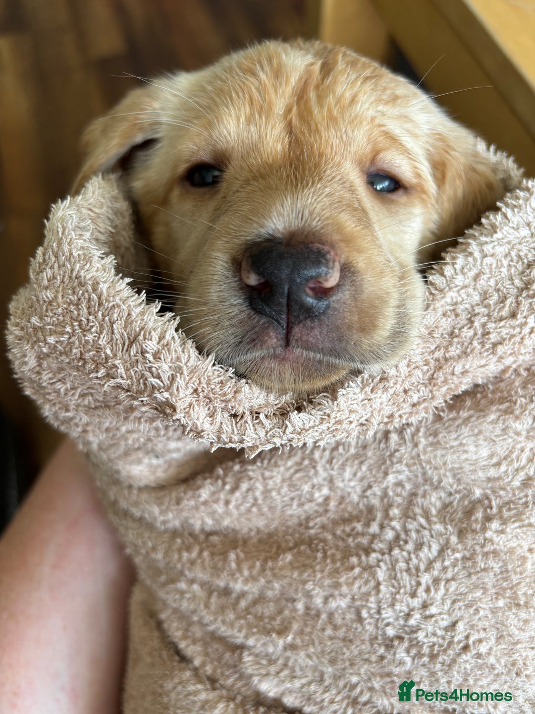 Labrador Retriever dogs for sale: WORMAGS KC REGISTERED LAST LABRADOR PUPPY - Image 7