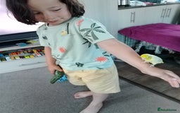 Parrots birds for sale: Parallette  - Advert 1