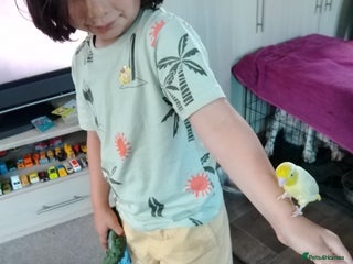 Parrots birds for sale: Parallette - Advert 1