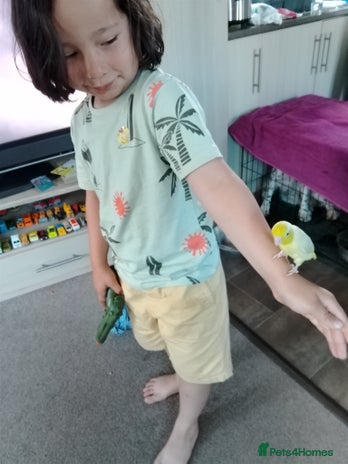 Parrots birds Parallette - Advert 15