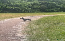 French Bulldog dogs for stud: Male French bull dog  - Image 4
