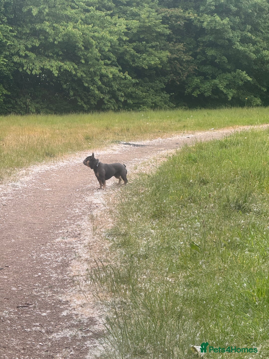 French Bulldog dogs for stud: Male French bull dog  - Image 4