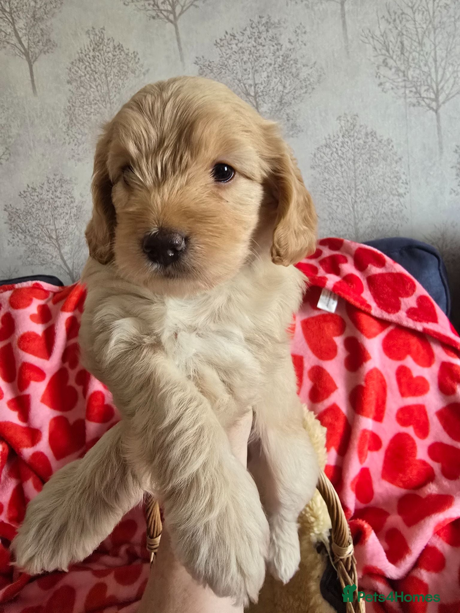 Cockapoo dogs Stunning homebred cockapoos - Advert 1