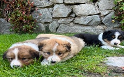 Border Collie dogs for sale: Beautiful border collie puppies for sale  - Image 11
