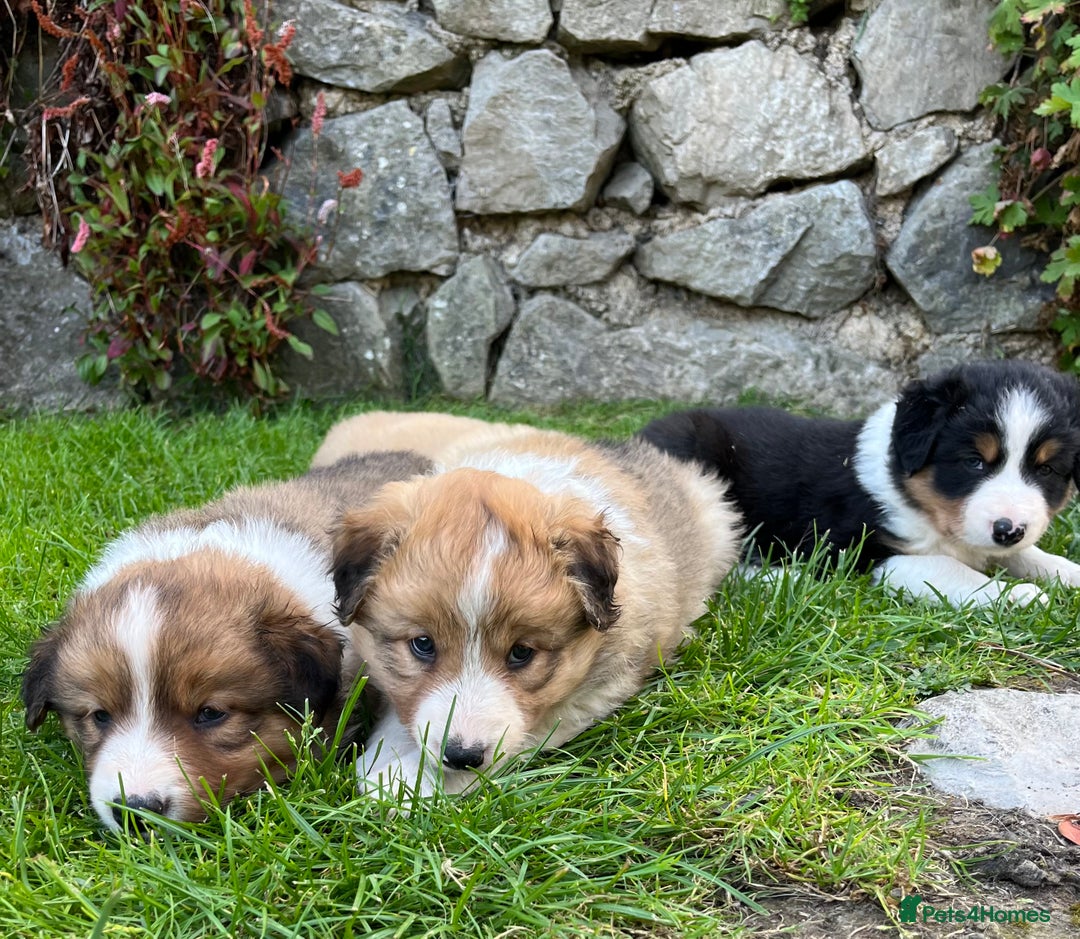 Border Collie dogs for sale: Beautiful border collie puppies for sale  - Image 11