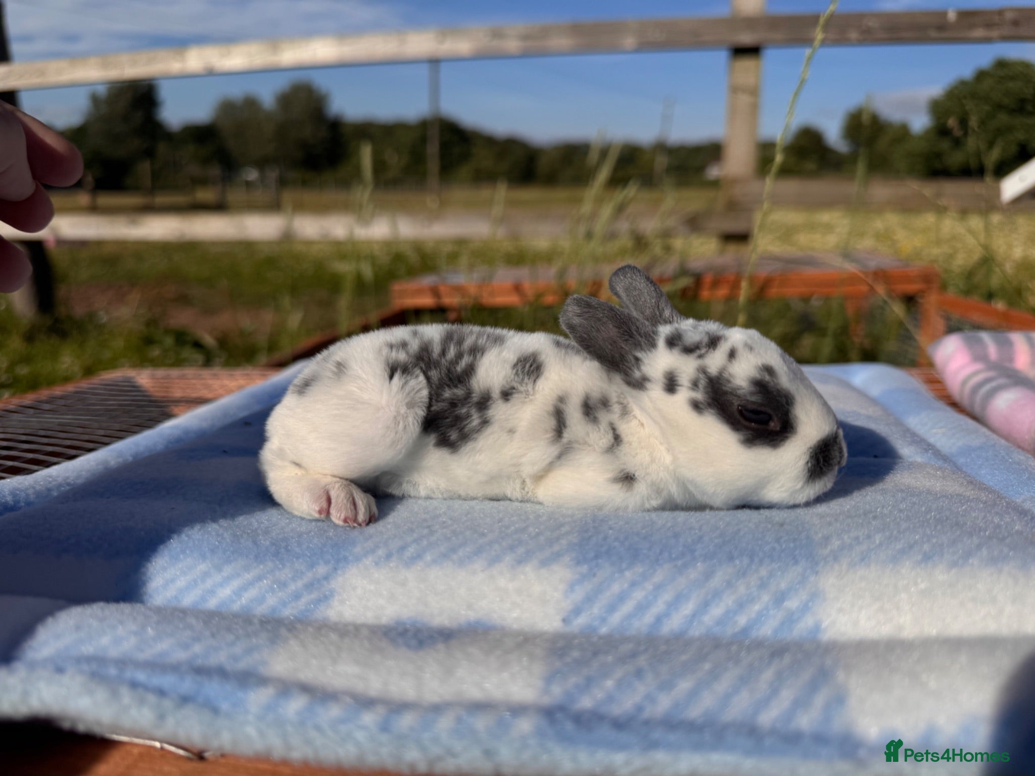 Rex rabbits Baby Pedigree mini Rex - vaccinated  - Advert 2