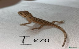 Bearded Dragon reptiles for sale: Various Baby Bearded Dragons For Sale - Advert 19