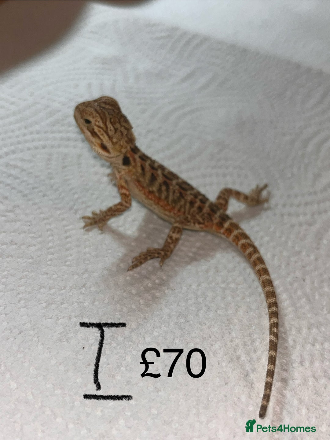 Bearded Dragon reptiles for sale: Various Baby Bearded Dragons For Sale - Advert 19
