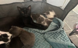Mixed Breed cats for sale: Beautiful kittens avalible  - Image 5