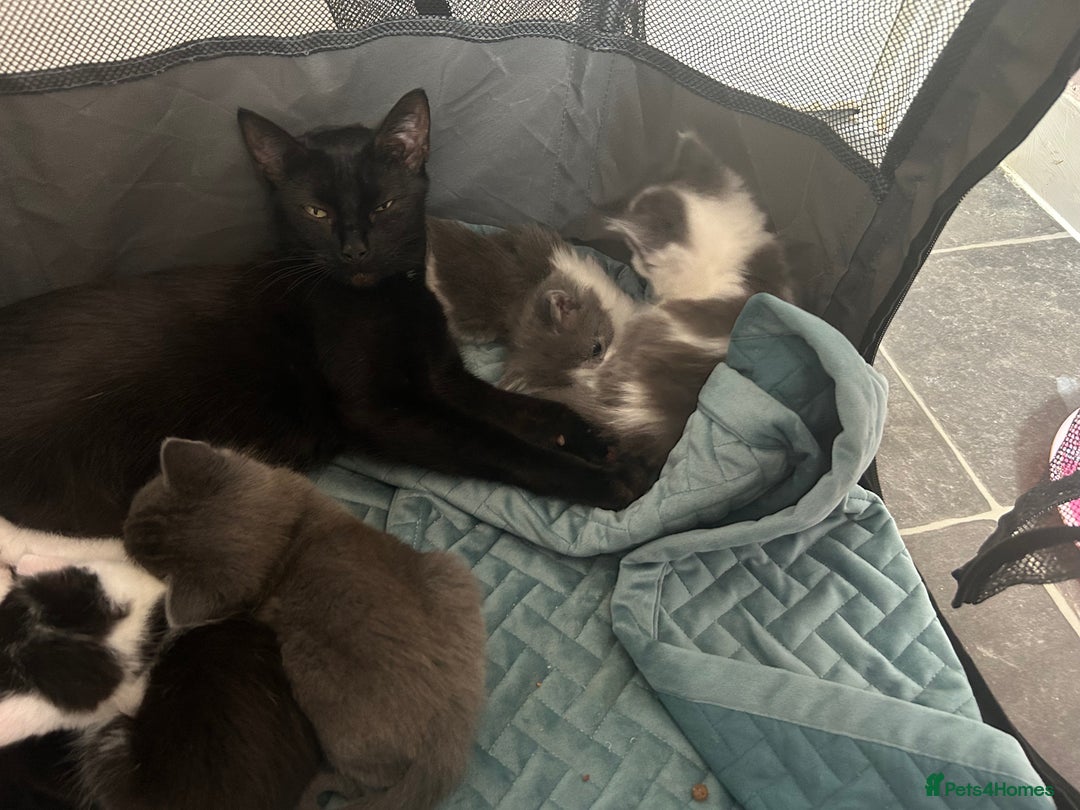 Mixed Breed cats for sale: Beautiful kittens avalible  - Image 5