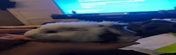 Guinea Pig rodents for sale: 3 Guinea pigs (1 male, 2 female) - Advert 6