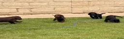 Sprocker dogs for sale: F2 Sprocker Spaniel Puppies - Advert 6