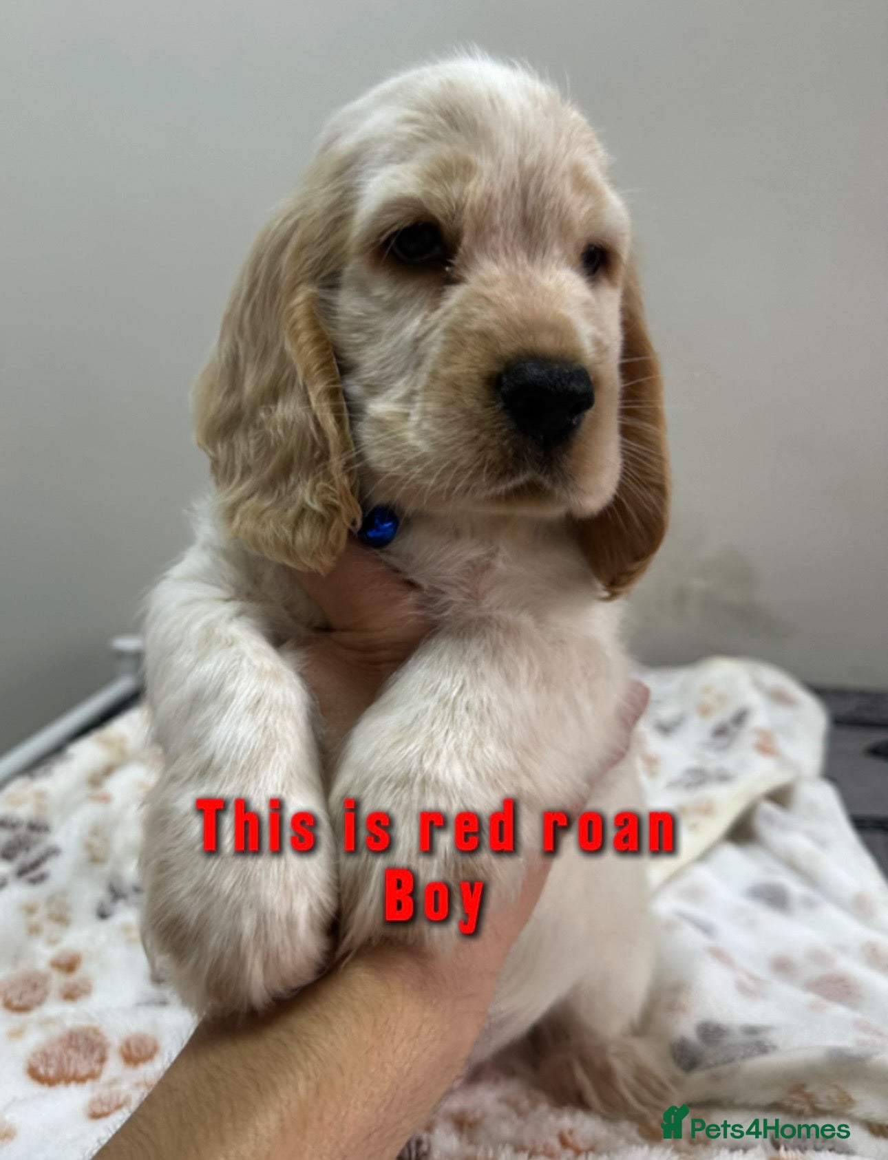 Cocker Spaniel dogs Ready to go now Show cocker spaniel for sale - Advert 1