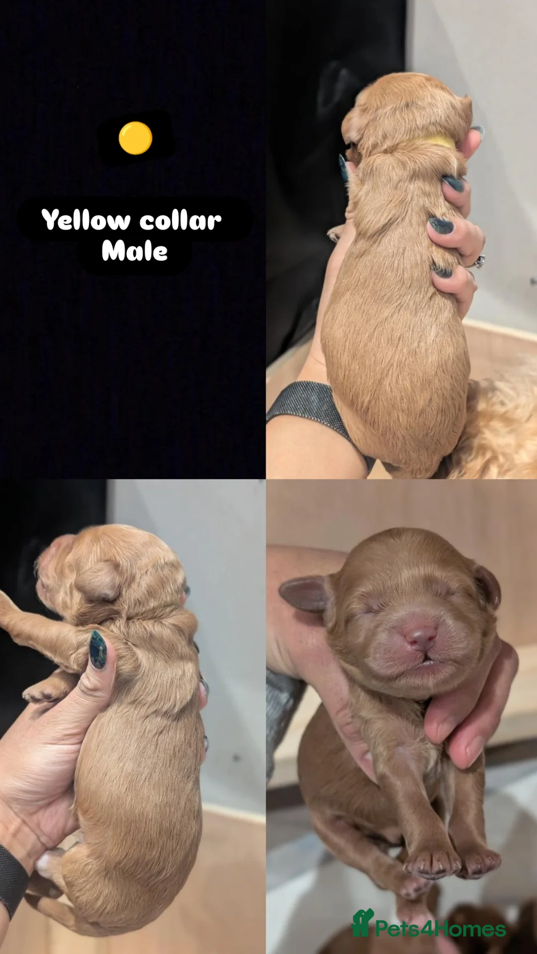 Goldendoodle dogs for sale: Miniature goldendoodle puppies   - Advert 21