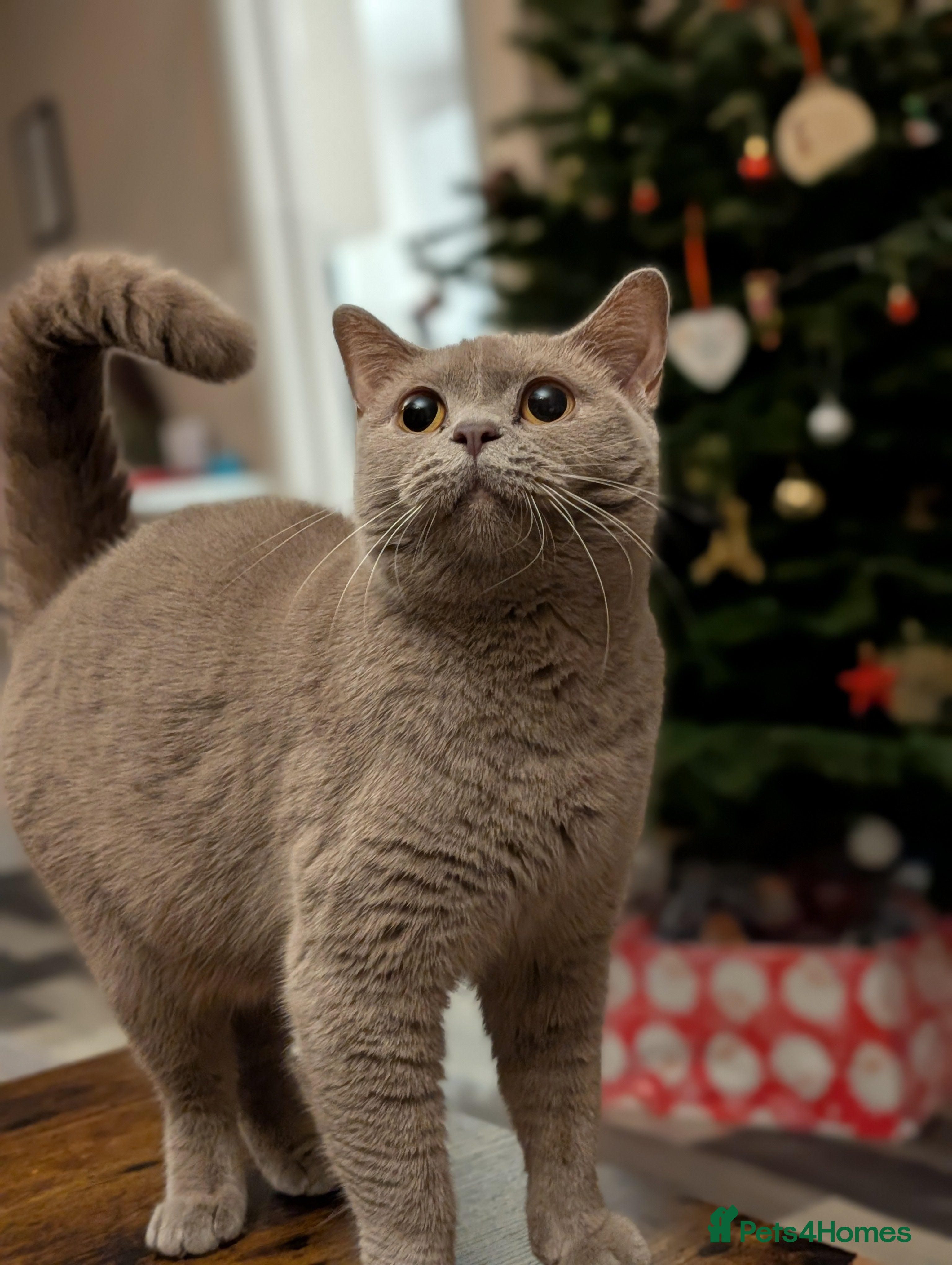 British Shorthair cats Lilac BSH Queen 2.5y old looking for new home - Advert 15