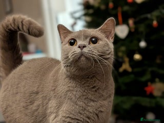 British Shorthair cats Lilac BSH Queen 2.5y old looking for new home - Advert 9