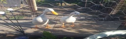 Waterfowl poultry for sale: Indian runner pure breed white  in Shifnal - Advert 1