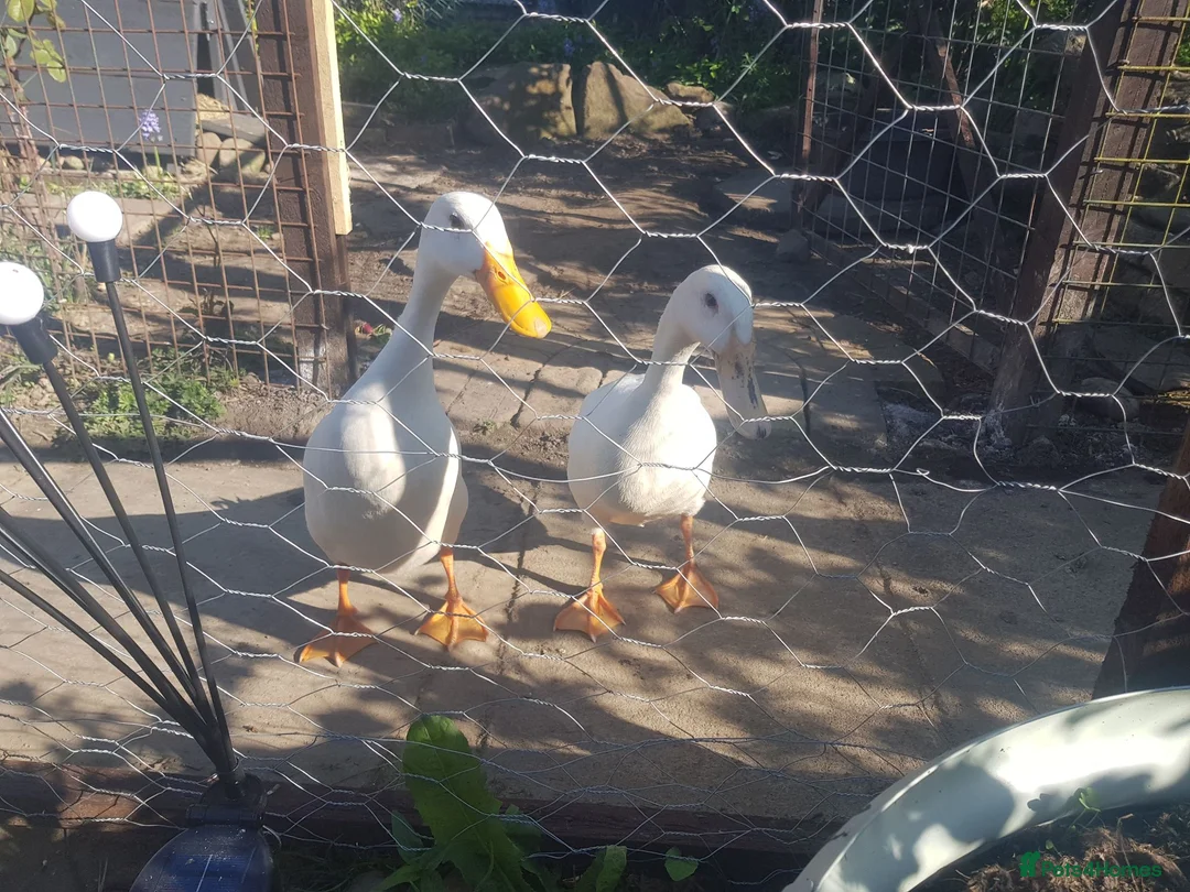 Waterfowl poultry for sale: Indian runner pure breed white  in Shifnal - Advert 1