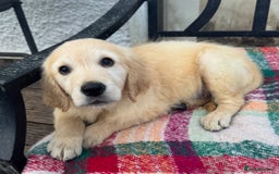 Golden Retriever dogs for sale: KC health checked outstanding temperaments  - Advert 20