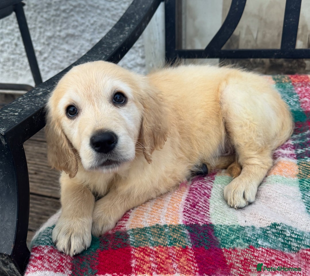 Golden Retriever dogs for sale: KC health checked outstanding temperaments  - Advert 20
