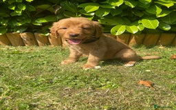 Labrador Retriever dogs for sale: Beautiful fox red lab puppies in Cambridge - Image 2