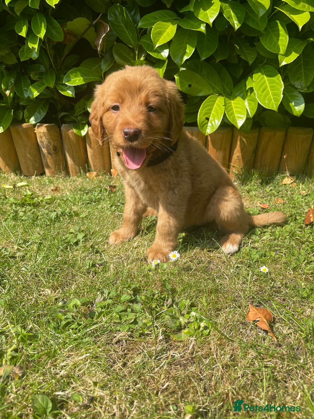 Labrador Retriever dogs for sale: Beautiful fox red lab puppies in Cambridge - Image 2