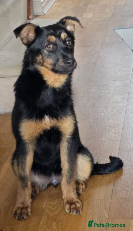 Mixed Breed dogs Rachel  - Advert 1